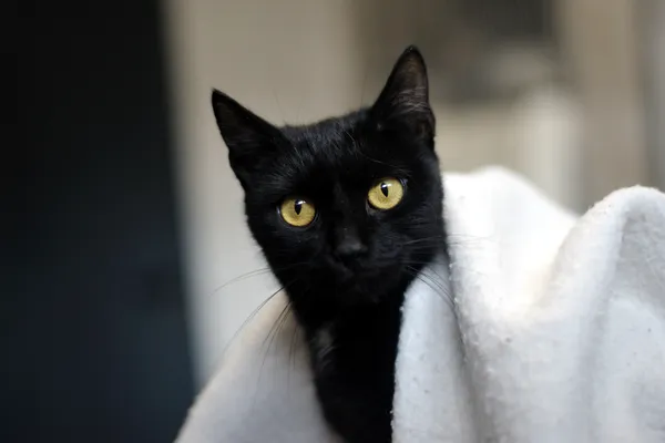 Znaleziono kota, Sosnowiec, 16 stycznia 2026 (3/4)