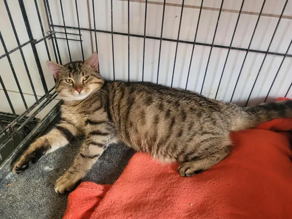 Znaleziono kota, Sosnowiec, 15 stycznia 2026