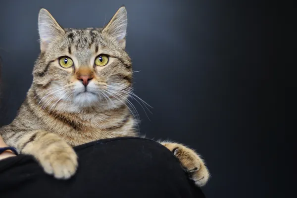 Znaleziono kota, Sosnowiec, 15 stycznia 2026 (1/3)