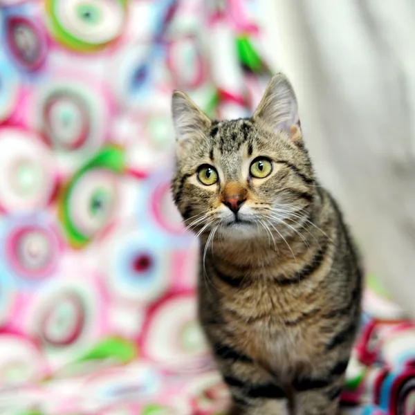 Znaleziono kota, Sosnowiec, 15 stycznia 2026 (2/3)