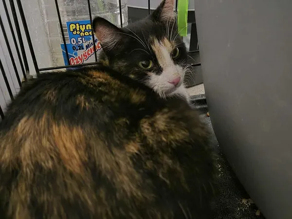 Znaleziono kota, Sosnowiec, 16 stycznia 2026