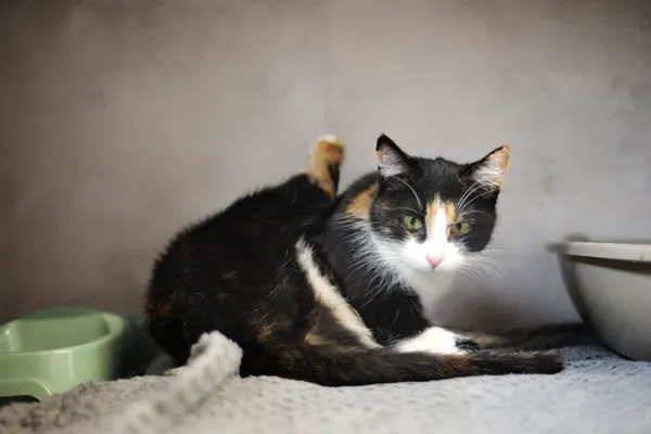 Znaleziono kota, Sosnowiec, 16 stycznia 2026 (3/3)