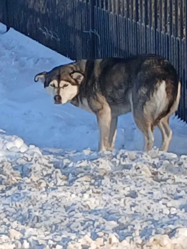 Znaleziono psa, Dąbrówka, 19 stycznia 2026 (1/2)