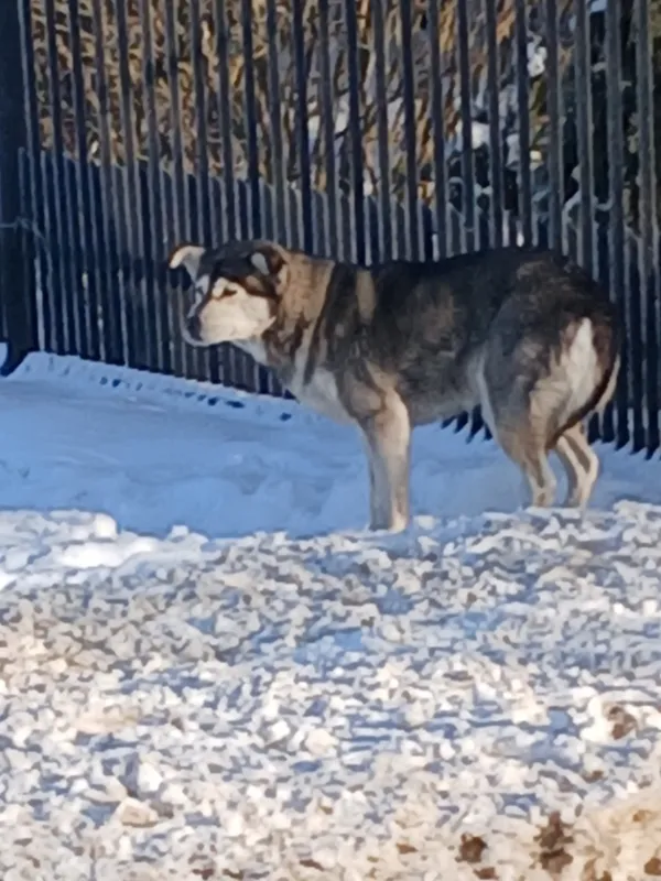 Znaleziono psa, Dąbrówka, 19 stycznia 2026 (2/2)