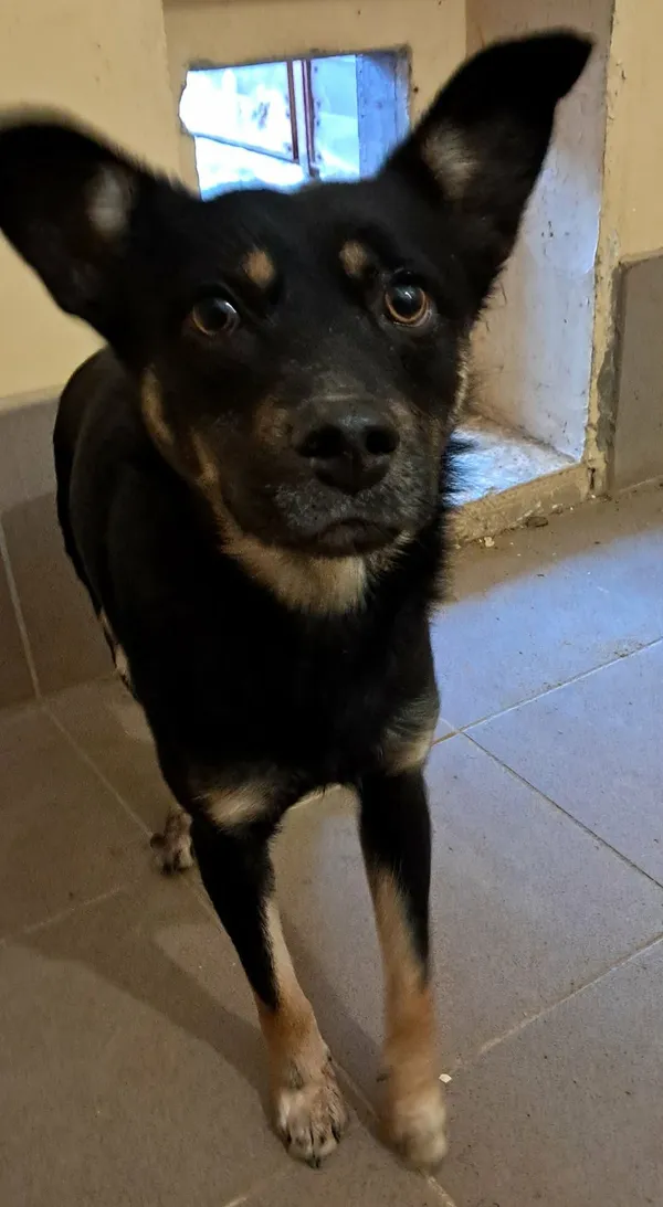 Znaleziono psa, Olsztyn, 19 stycznia 2026