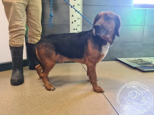 Znaleziono psa, Chełmek, 18 stycznia 2026