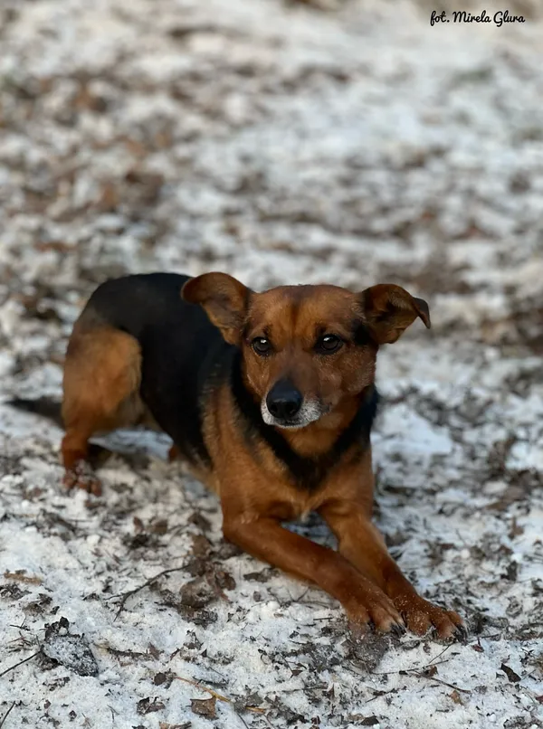 Pies do adopcji, Bydgoszcz, 19 stycznia 2026 (2/5)