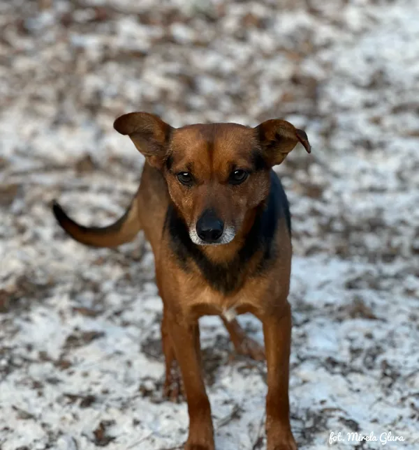 Pies do adopcji, Bydgoszcz, 19 stycznia 2026 (3/5)