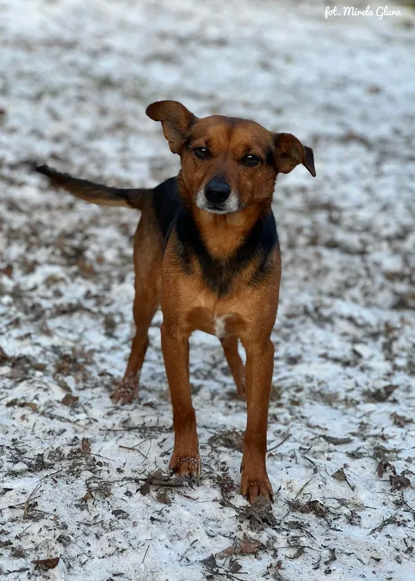 Pies do adopcji, Bydgoszcz, 19 stycznia 2026 (4/5)