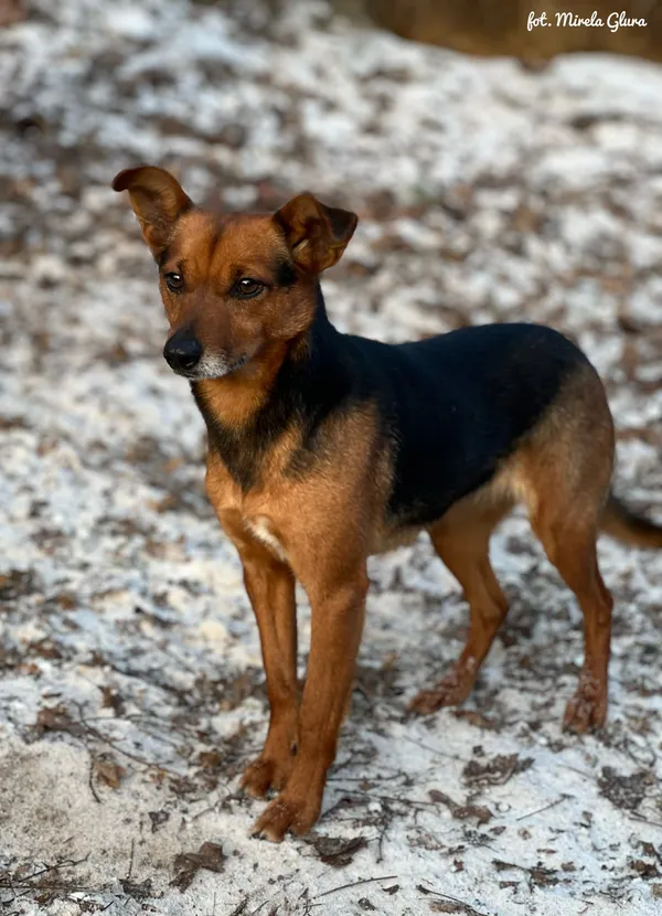 Pies do adopcji, Bydgoszcz, 19 stycznia 2026 (5/5)