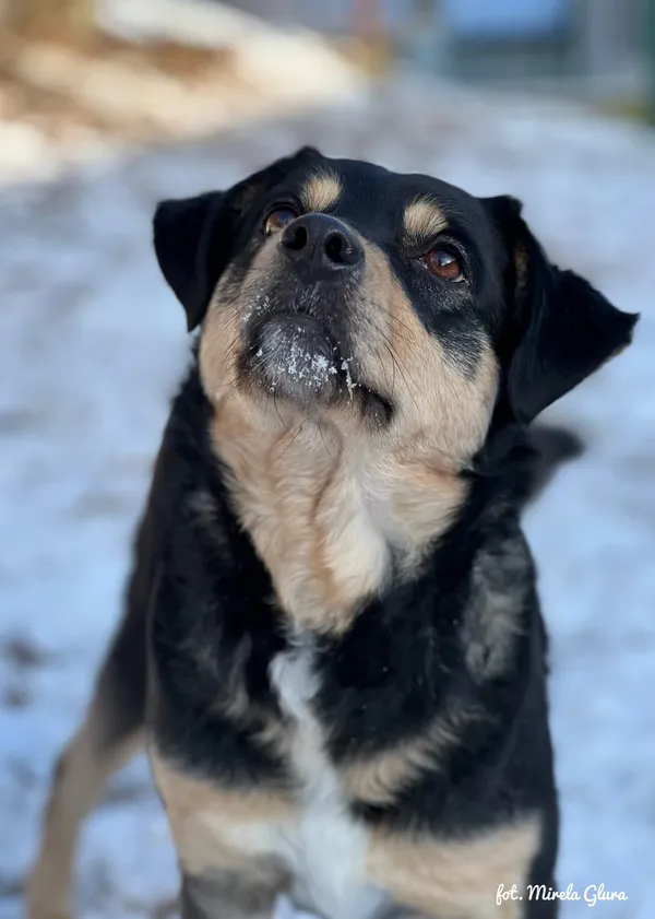 Pies do adopcji, Bydgoszcz, 19 stycznia 2026 (3/5)