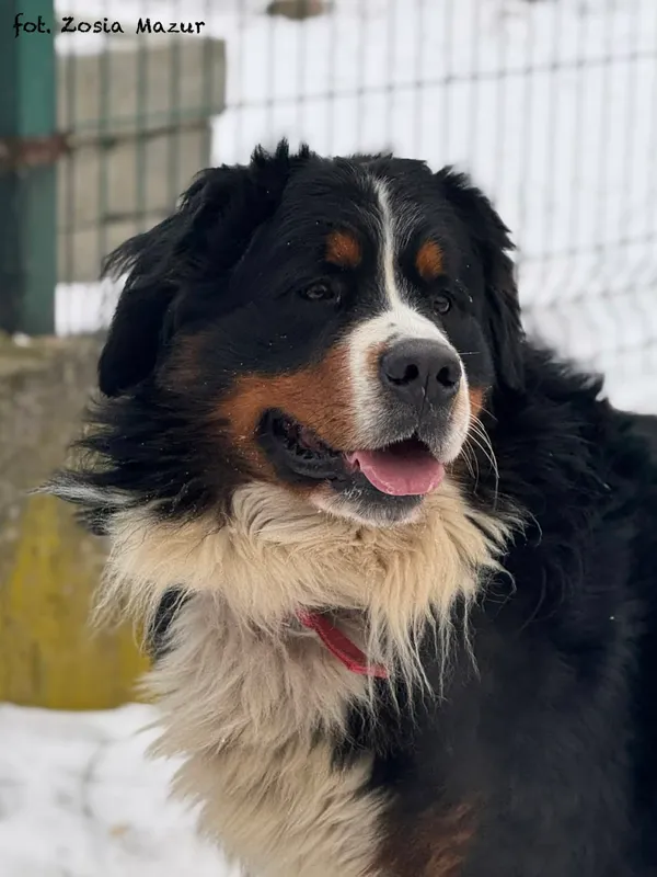 Pies do adopcji, Bydgoszcz, 19 stycznia 2026 (1/5)