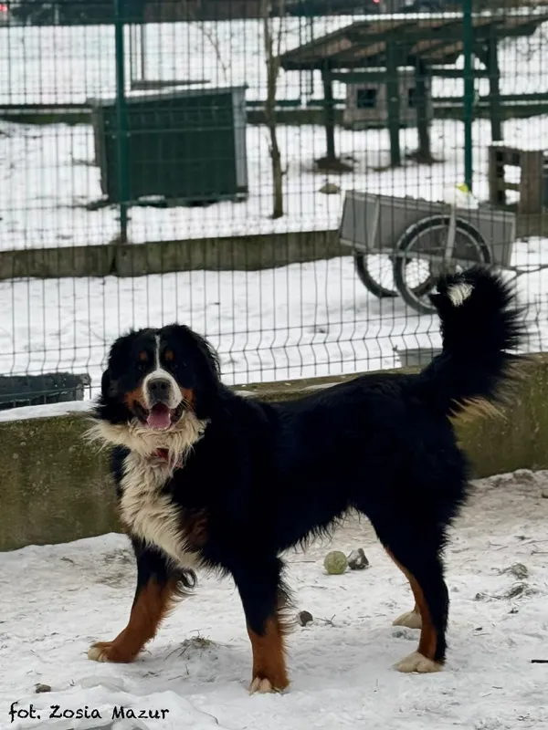 Pies do adopcji, Bydgoszcz, 19 stycznia 2026 (2/5)
