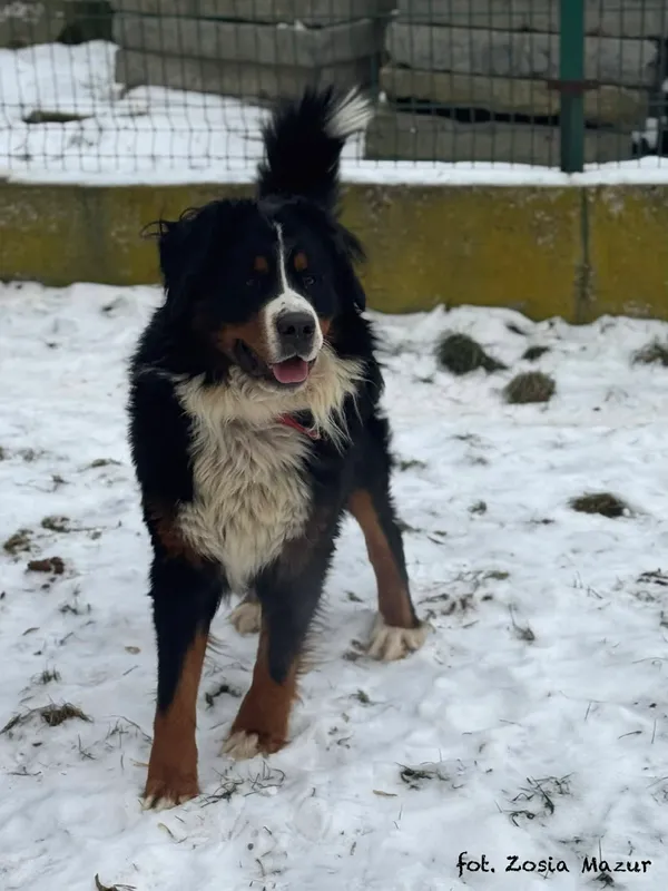 Pies do adopcji, Bydgoszcz, 19 stycznia 2026 (4/5)