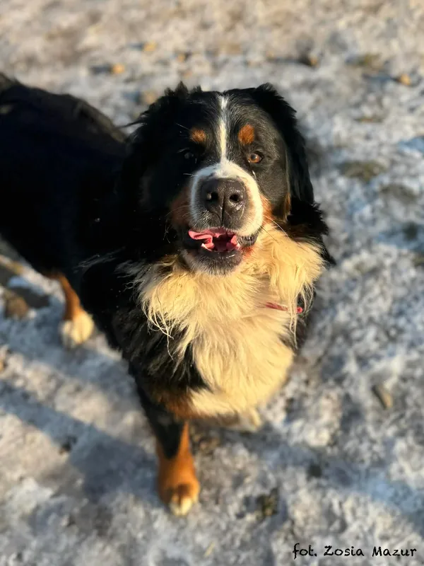 Pies do adopcji, Bydgoszcz, 19 stycznia 2026 (5/5)