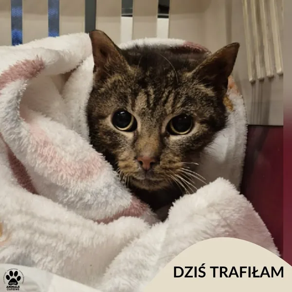 Znaleziono kota, Gdynia, 14 stycznia 2026