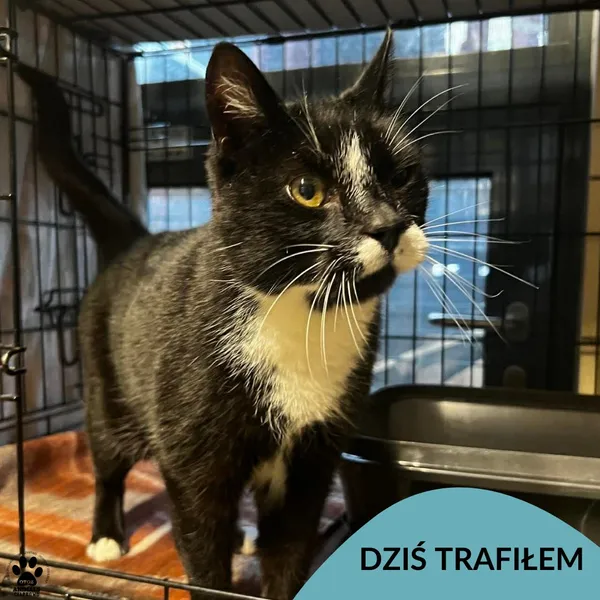 Znaleziono kota, Gdynia, 13 stycznia 2026