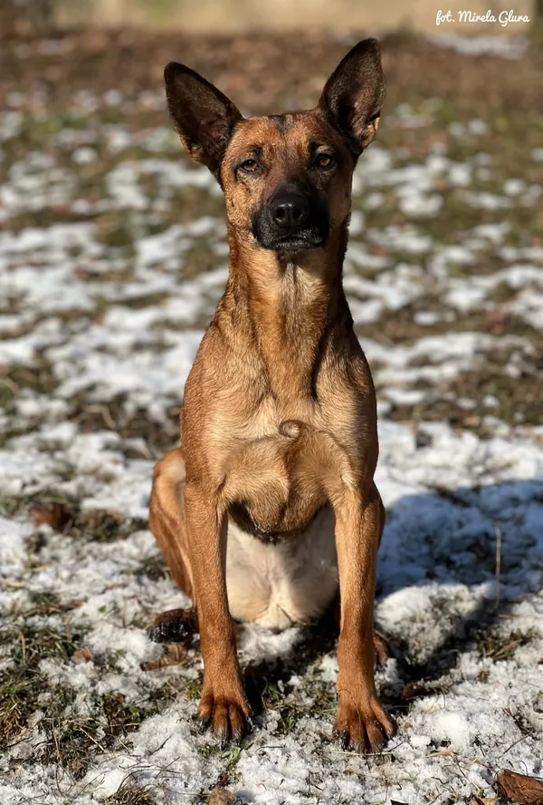 Pies do adopcji, Bydgoszcz, 19 stycznia 2026 (1/5)