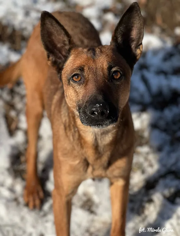 Pies do adopcji, Bydgoszcz, 19 stycznia 2026 (3/5)