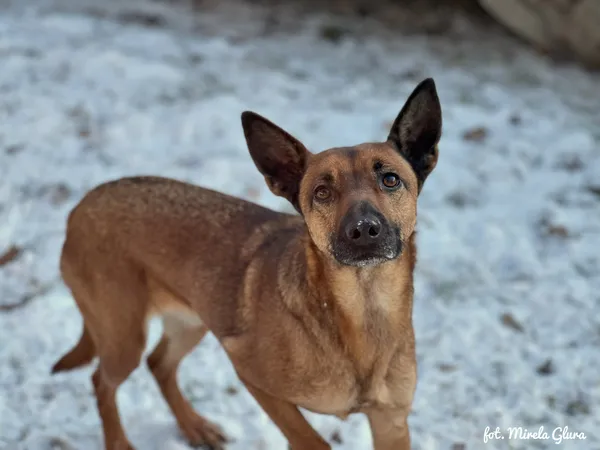 Pies do adopcji, Bydgoszcz, 19 stycznia 2026 (5/5)