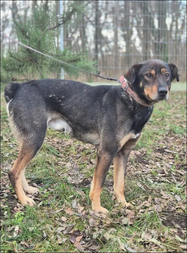 Znaleziono psa, Grudziądz, 4 grudnia 2025