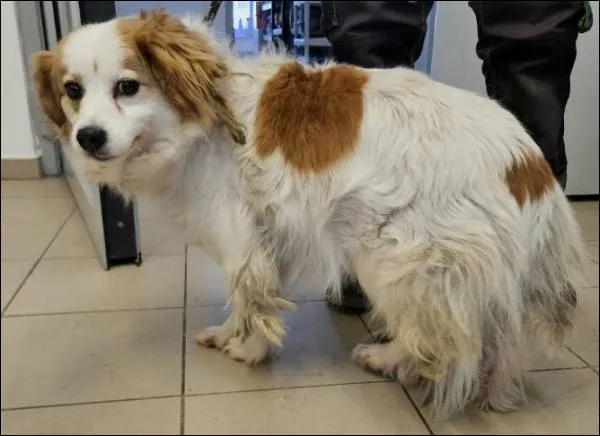 Znaleziono psa, Grudziądz, 19 stycznia 2026