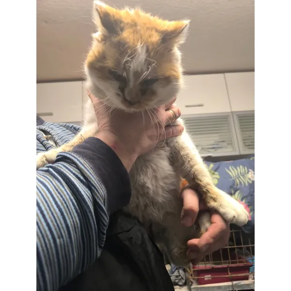 Znaleziono kota, Białystok, 18 stycznia 2026