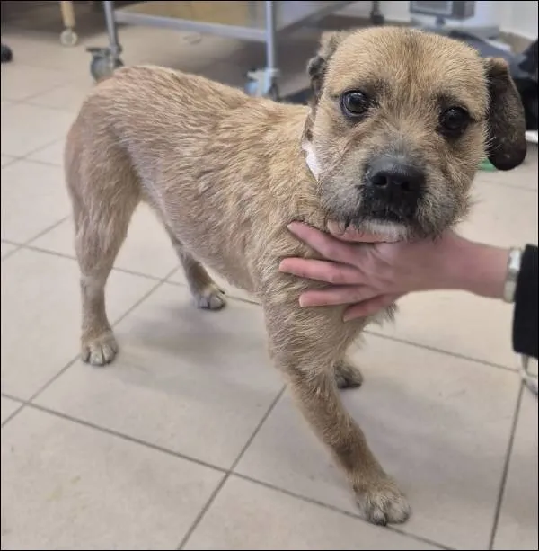 Znaleziono psa, Grudziądz, 19 stycznia 2026