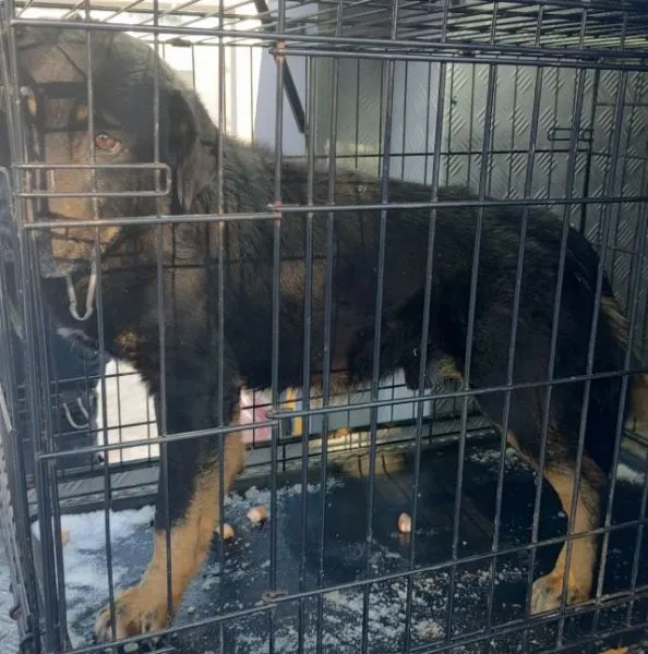 Znaleziono psa, Radom, 18 stycznia 2026