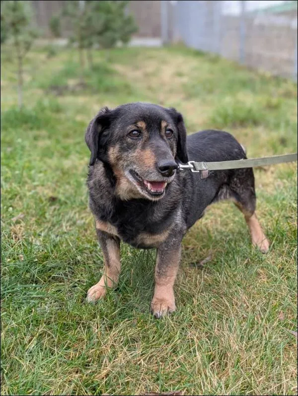 Znaleziono psa, Grudziądz, 19 września 2025