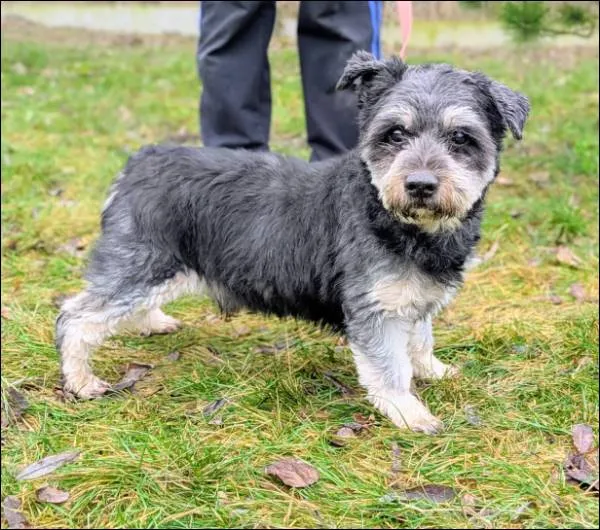 Znaleziono psa, Grudziądz, 8 grudnia 2025