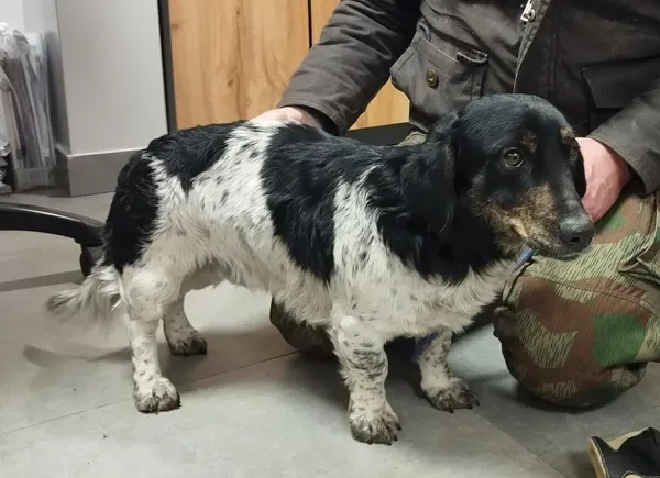 Znaleziono psa, Toruń, 18 stycznia 2026