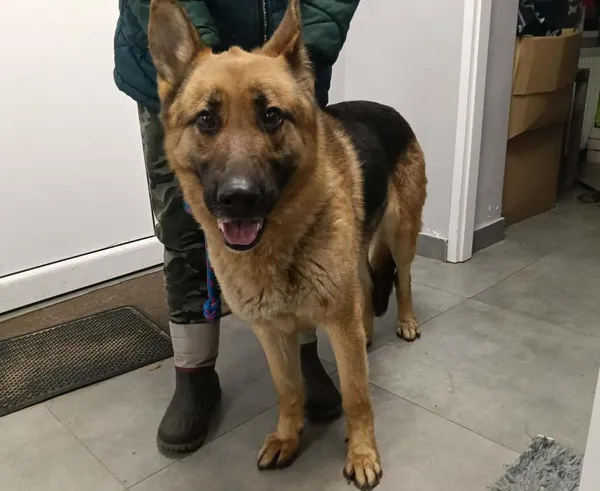 Znaleziono psa, Toruń, 17 stycznia 2026