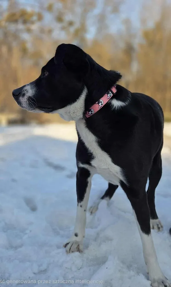 Pies do adopcji, Zgierz, 19 stycznia 2026 (2/5)