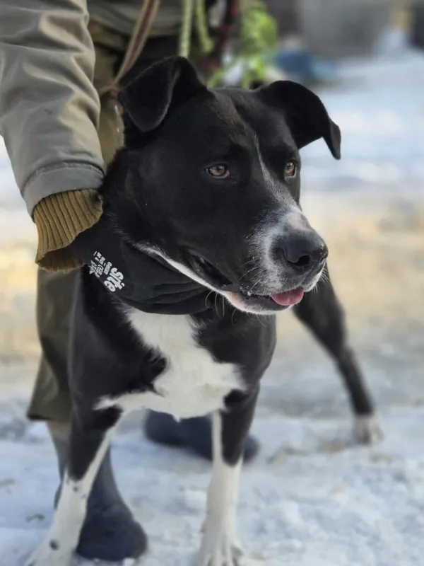 Pies do adopcji, Zgierz, 19 stycznia 2026 (3/5)