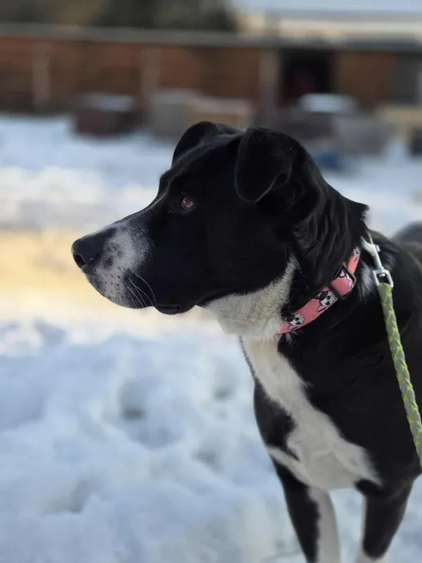 Pies do adopcji, Zgierz, 19 stycznia 2026 (4/5)