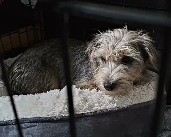 Znaleziono psa, Lublin, 17 stycznia 2026