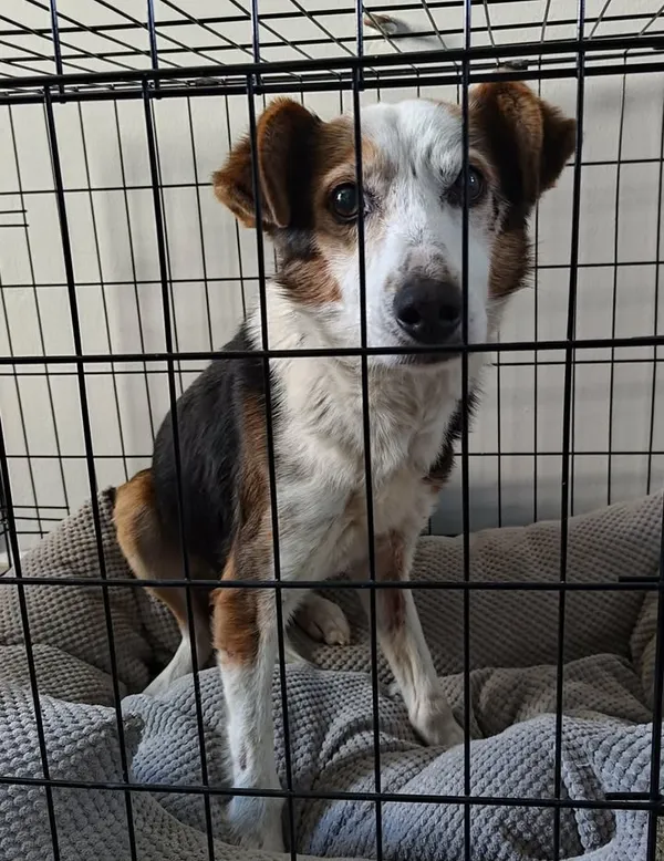 Znaleziono psa, Lublin, 17 stycznia 2026