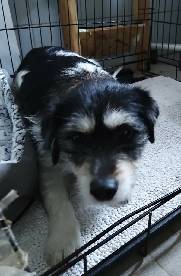 Znaleziono psa, Lublin, 17 stycznia 2026