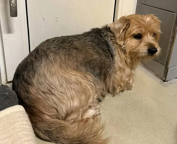 Znaleziono psa, Lublin, 18 stycznia 2026