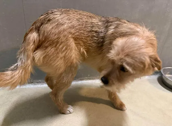 Znaleziono psa, Lublin, 18 stycznia 2026