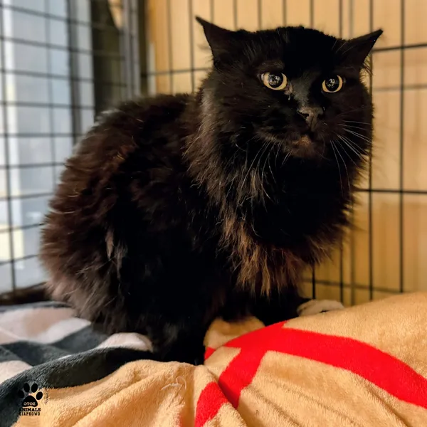 Kot do adopcji, Gdynia, 19 stycznia 2026 (3/3)