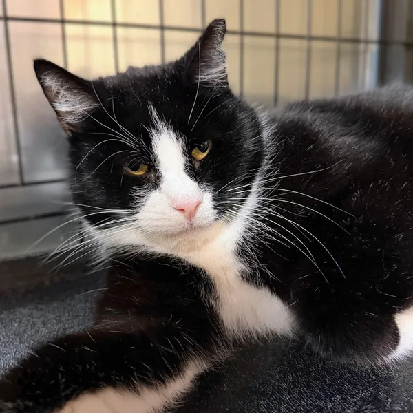 Kot do adopcji, Gdynia, 19 stycznia 2026 (2/3)