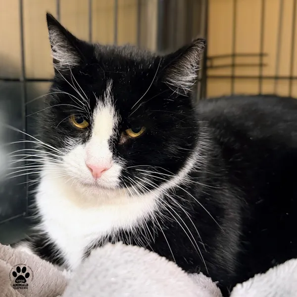 Kot do adopcji, Gdynia, 19 stycznia 2026 (3/3)