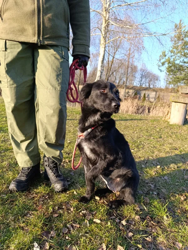 Pies do adopcji, Bełchatów, 4 grudnia 2025 (2/5)