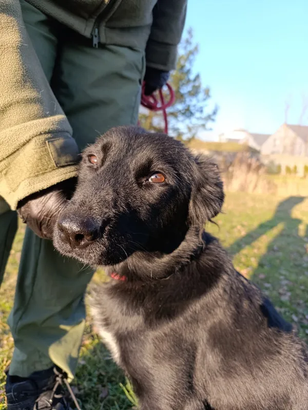 Pies do adopcji, Bełchatów, 4 grudnia 2025 (3/5)