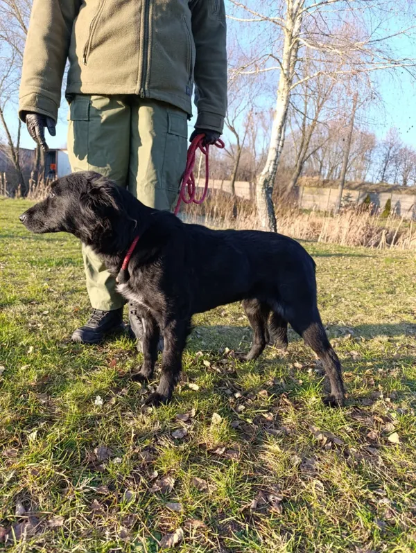 Pies do adopcji, Bełchatów, 4 grudnia 2025 (4/5)