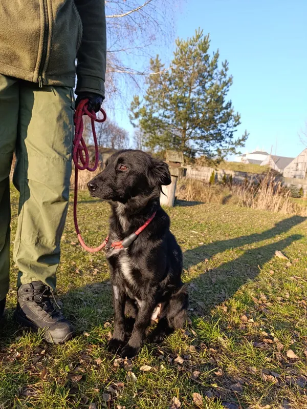 Pies do adopcji, Bełchatów, 4 grudnia 2025 (5/5)