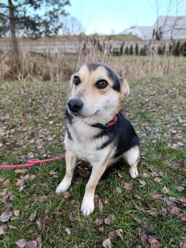 Pies do adopcji, Bełchatów, 15 listopada 2025 (1/5)