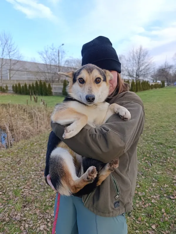 Pies do adopcji, Bełchatów, 15 listopada 2025 (2/5)